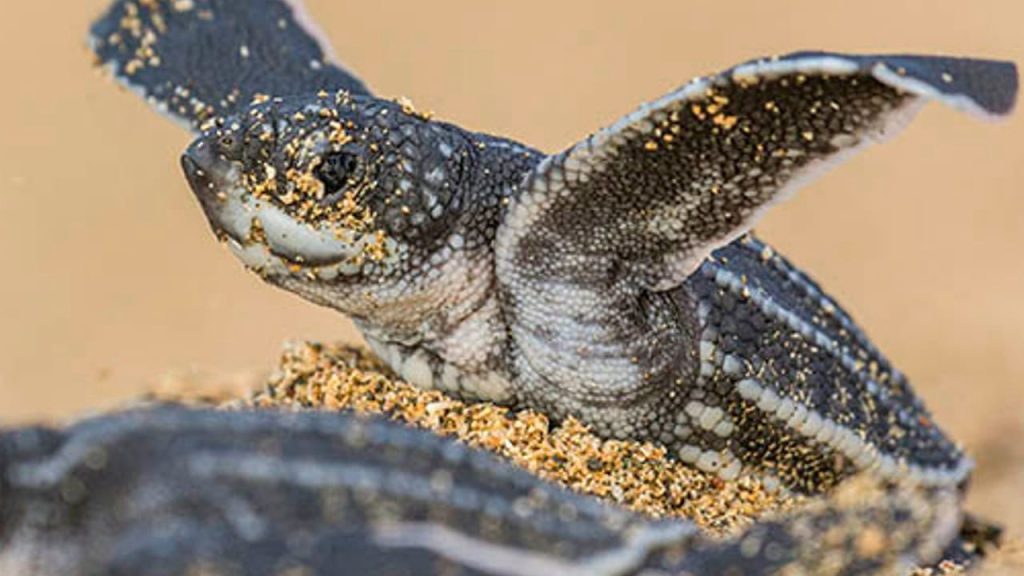 WhatsApp Image 2025-11-15 at 12.54.23_4aa3f2ef